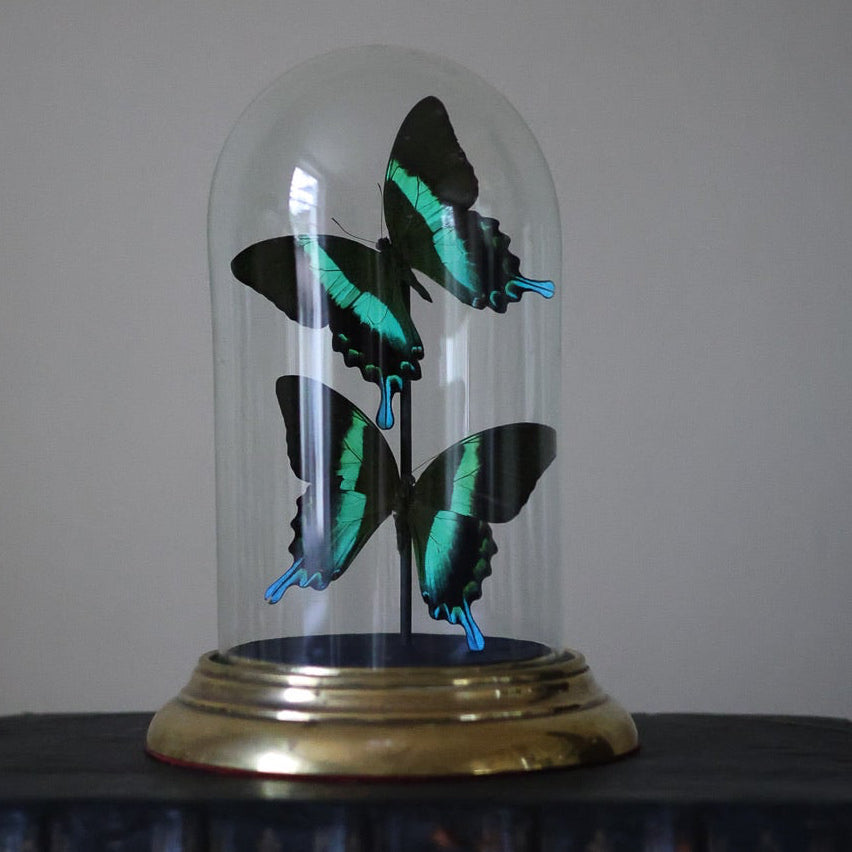 Preserved Peacock Butterflies in Antique Glass Dome with Brass Base