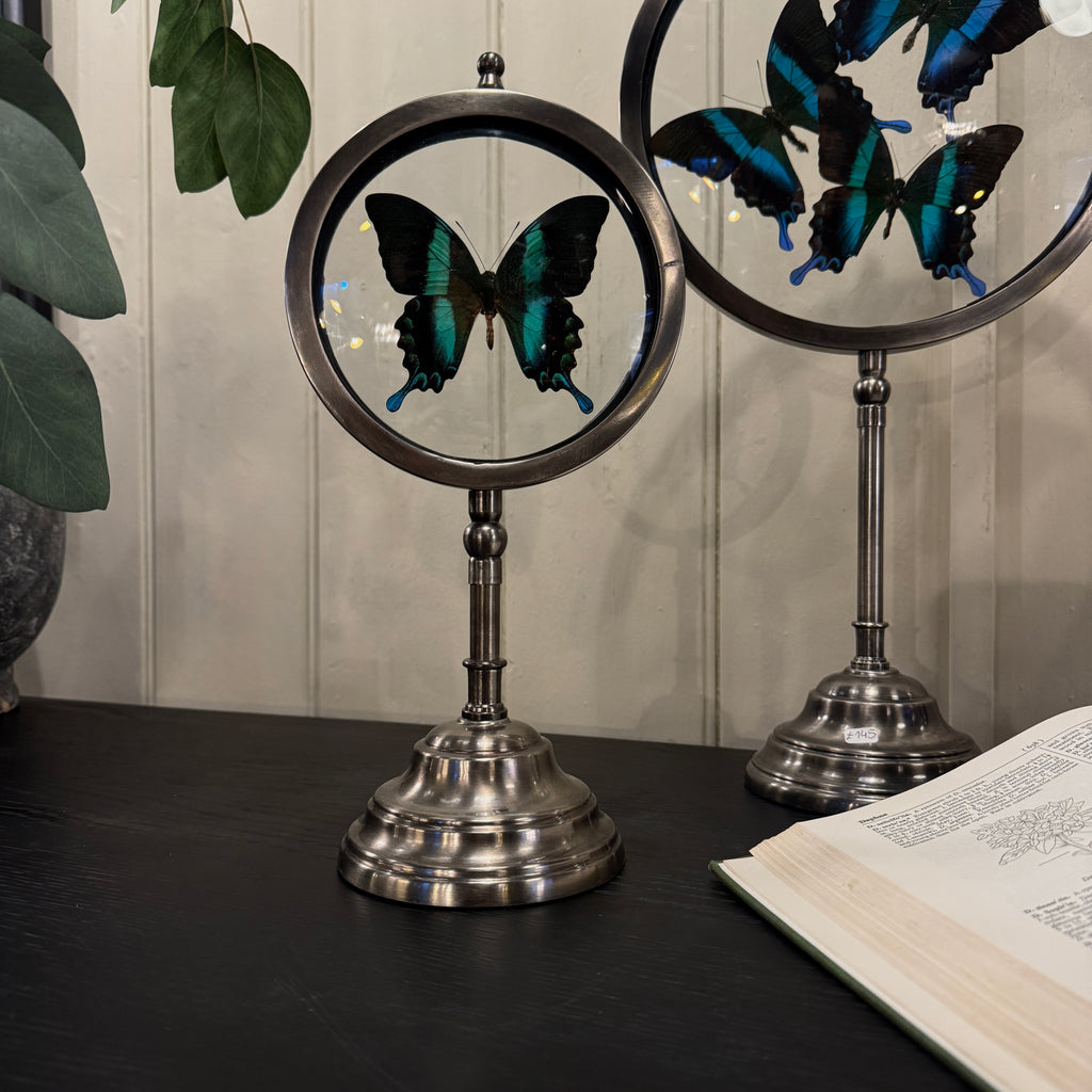 butterfly display looking glass, butterfly looking glass, blue green butterfly display, taxidermy butterfly, butterfly looking glass