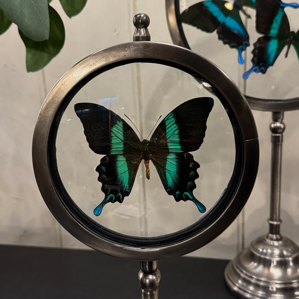 butterfly display looking glass, butterfly looking glass, blue green butterfly display, taxidermy butterfly, butterfly looking glass