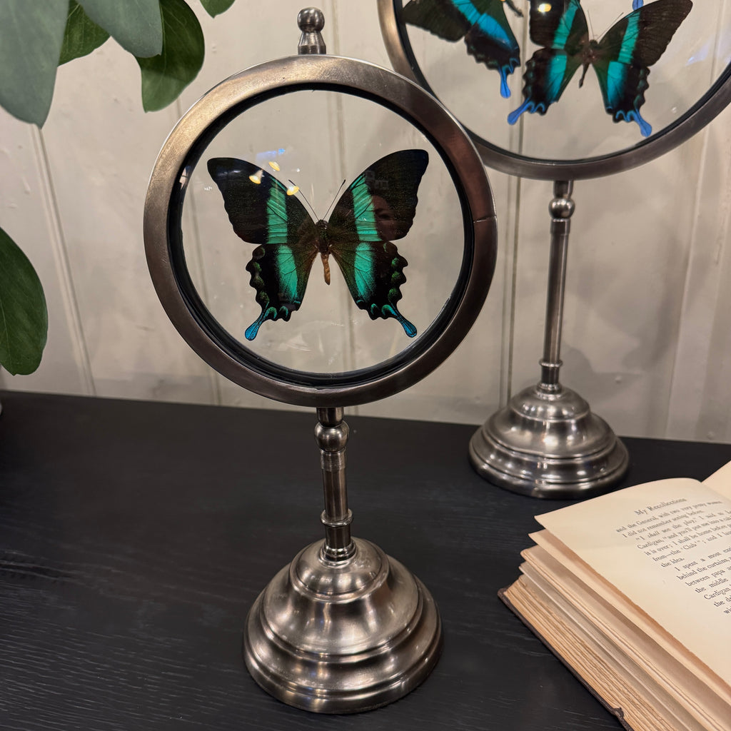 butterfly display looking glass, butterfly looking glass, blue green butterfly display, taxidermy butterfly, butterfly looking glass