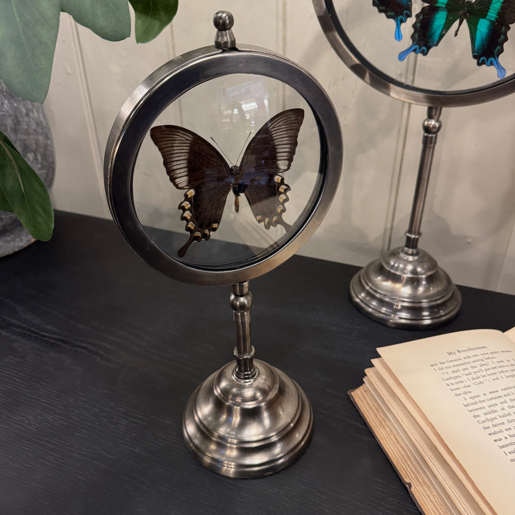 butterfly display looking glass, butterfly looking glass, blue green butterfly display, taxidermy butterfly, butterfly looking glass